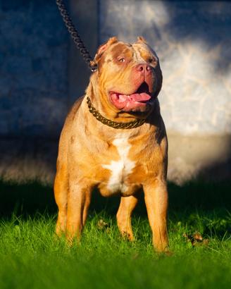 American Bully XL disponibile per monta