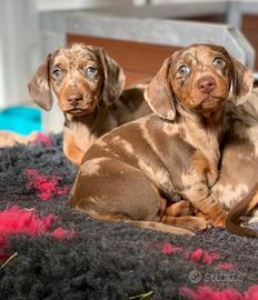 Bassotti Toy Kaninchen