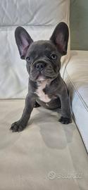 Bulldog Francese-Francais Bulldogue