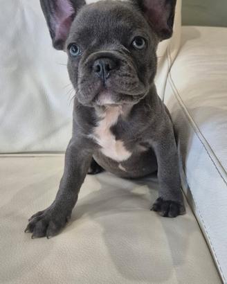 Bulldog Francese-Francais Bulldogue