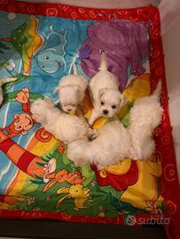 Maltesi toy