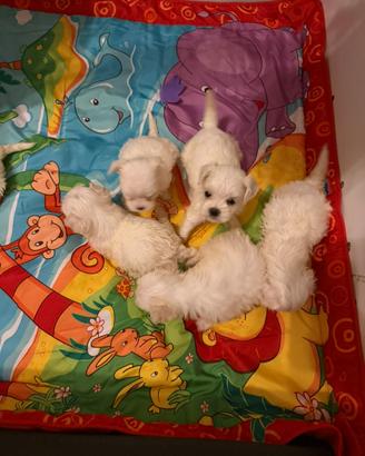 Maltesi toy