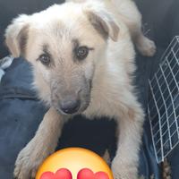 Cucciolo meticcio 6 mesi