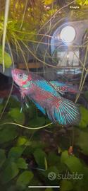 Betta splendens pesce acquario