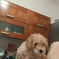 Disponibile ultimo cucciolo barboncino