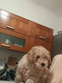 Disponibile ultimo cucciolo barboncino