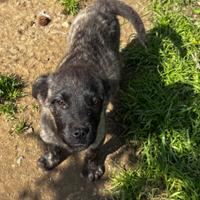 Cuccioli di cane femmina