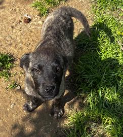 Cuccioli di cane femmina