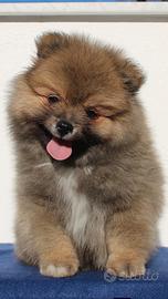 Volpino Italiano Maschio