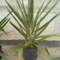 pianta di yucca