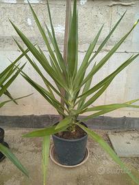 pianta di yucca