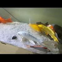 Pesci per carpa koi