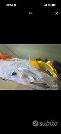 Pesci per carpa koi