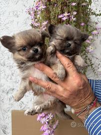 Chihuahua toy