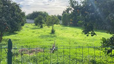 Terreno agricolo recintato