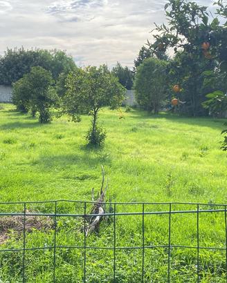 Terreno agricolo recintato