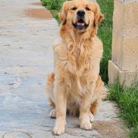 Golden retriever per accoppiamento