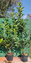 Viburno lucido per siepe