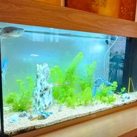 acquario juwel rio 125