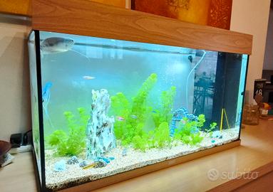 acquario juwel rio 125