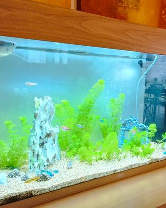 acquario juwel rio 125