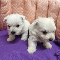 West Highland white terrier Westy