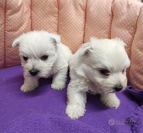 West Highland white terrier Westy