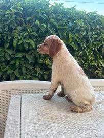 cuccioli breton 