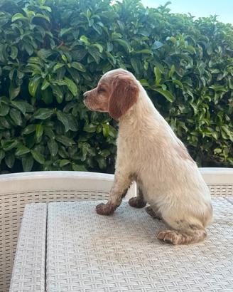 cuccioli breton 