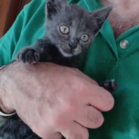 Gattina certosina di 2 mesetti