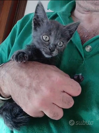 Gattina certosina di 2 mesetti