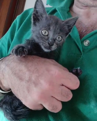 Gattina certosina di 2 mesetti