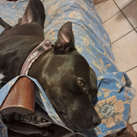 Cane incrocio pitbull