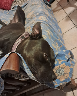 Cane incrocio pitbull