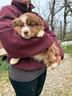 opla-pastore-australiano-cucciolo-maschio-pronto