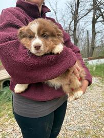 Opla' pastore australiano cucciolo maschio pronto