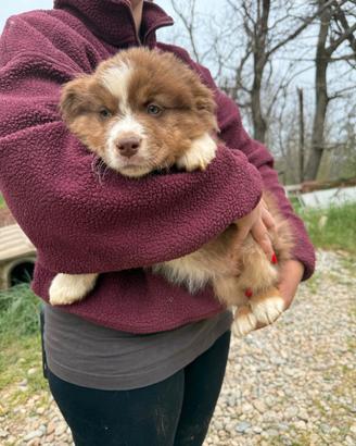 Opla' pastore australiano cucciolo maschio pronto