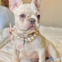 BULLDOG FRANCESE - BOULEDOGUE CUCCIOLI platino
