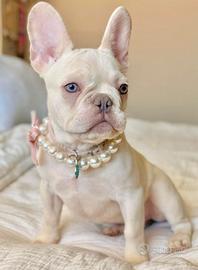 BULLDOG FRANCESE - BOULEDOGUE CUCCIOLI platino
