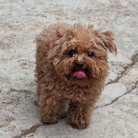 Barboncino tea cup per monta