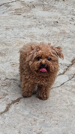 Barboncino tea cup per monta