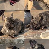 Bulldog francese