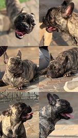 Bulldog francese