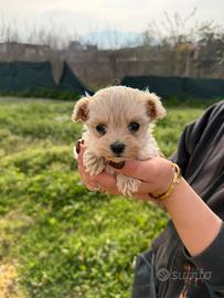 Maltipoo nano