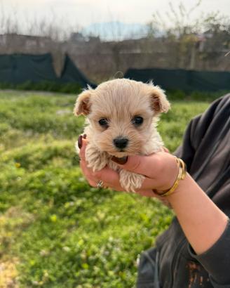 Maltipoo nano