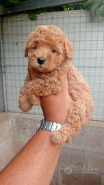 Cuccioli barboncino nano e Toy
