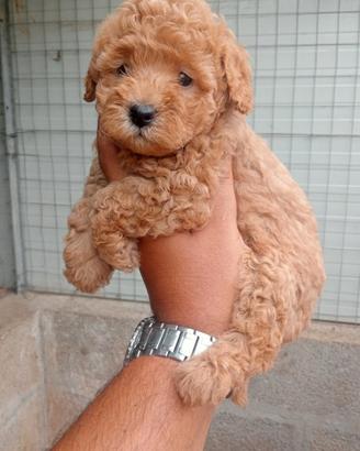 Cuccioli barboncino nano e Toy
