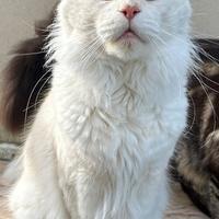 Maschio Maine Coon