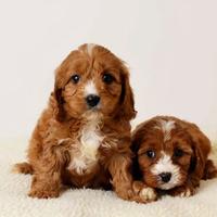 Cuccioli di cavapoo solo femmine