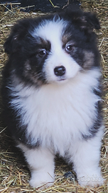 Cucciola pastore australiano